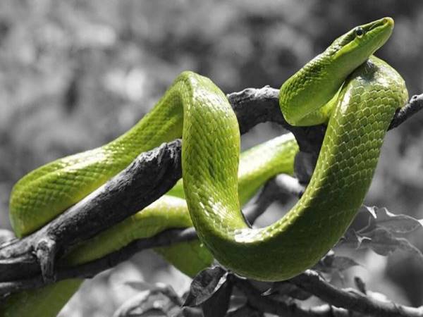 Giải mã ý nghĩa giấc mơ thấy rắn mang điềm báo gì?